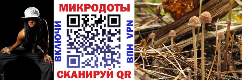 Галлюциногенные грибы Psilocybine cubensis  Купить  Всеволожск 
